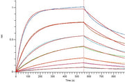 Recombinant Human IL-2RB (C-Fc)