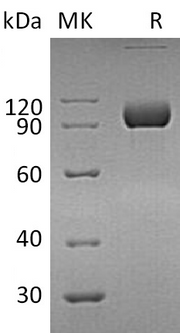 Recombinant Human EphA4 (C-Fc)
