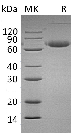 Recombinant Mouse PD-L2 (C-Fc)