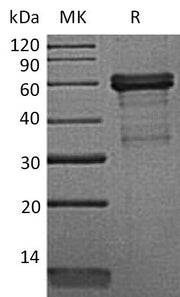 Recombinant Mouse HVEM (C-Fc)