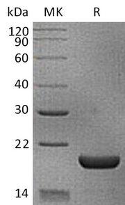 Recombinant Mouse IL-18 (N-6His)