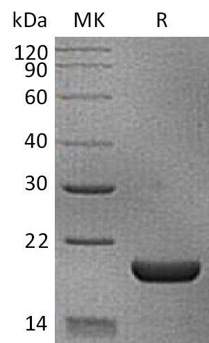 Recombinant Mouse IL-18 (N-6His)