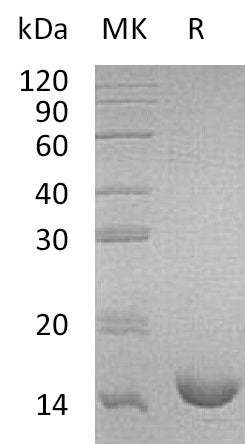 Recombinant Mouse IL-16 (N-6His)