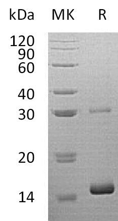 Recombinant Human HBQ1 (N-6His)