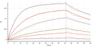 Recombinant Human TSLP