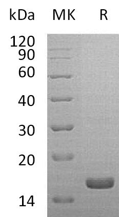 Recombinant Mouse IL-1RA
