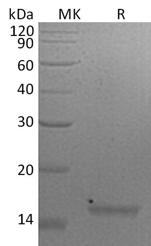 Recombinant Mouse IL-21