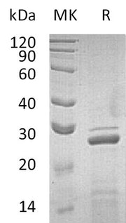 Recombinant Human ApoA1