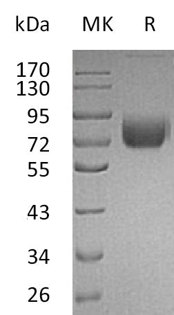 Recombinant Mouse IFNGR1 (C-Fc)