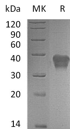 Recombinant Mouse TSLP R (C-6His)