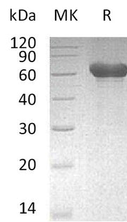 Recombinant Mouse LMIR1 (C-Fc)