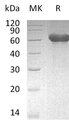 Recombinant Mouse LMIR1 (C-Fc)
