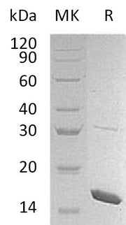 Recombinant Mouse IL-36b