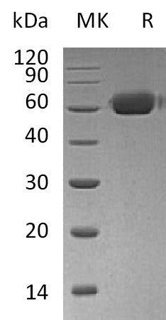 Recombinant Human OPG (C-Fc)
