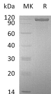 Recombinant Mouse ALCAM (C-Fc)