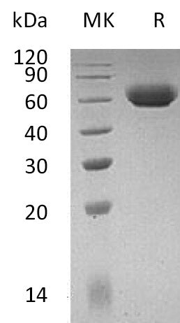 Recombinant Mouse LAG-3 (C-6His)
