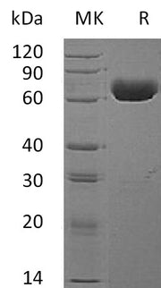 Recombinant Human EphA4