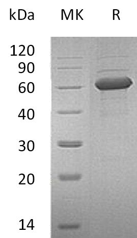 Recombinant Human NKG2DL (C-Fc)