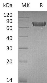 Recombinant Mouse OX40 (C-Fc)