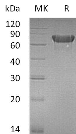 Recombinant Mouse OX40 (C-Fc)