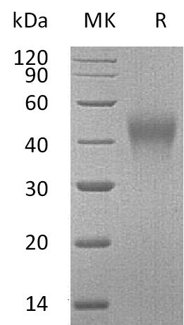 Recombinant Mouse TIM-3 (C-6His)