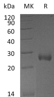 Recombinant Mouse DAN (C-6His)