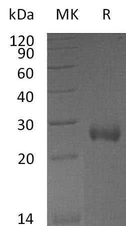 Recombinant Mouse DAN (C-6His)