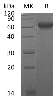Recombinant Mouse CHL2 (C-6His)