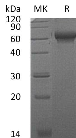 Recombinant Mouse CHL2 (C-6His)