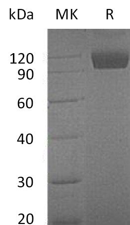 Recombinant Mouse Dtk (C-Fc)