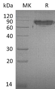 Recombinant Mouse ICAM-2 (C-Fc)