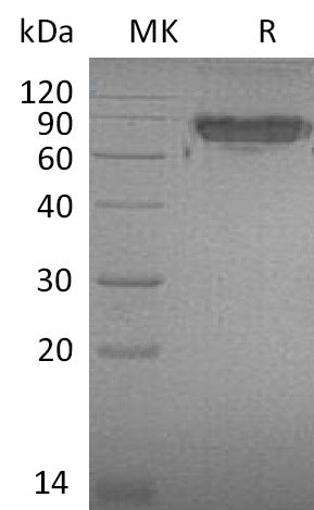 Recombinant Mouse ICAM-2 (C-Fc)