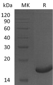 Recombinant Human PRDX5 (N-6His)