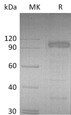 Recombinant Mouse IL-23R (C-Fc)