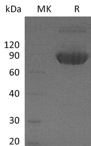 Recombinant Mouse B7-1 (C-Fc)