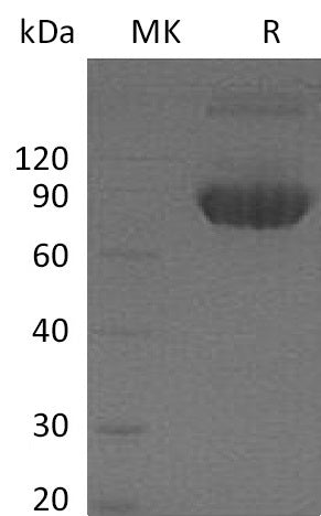 Recombinant Mouse B7-1 (C-Fc)