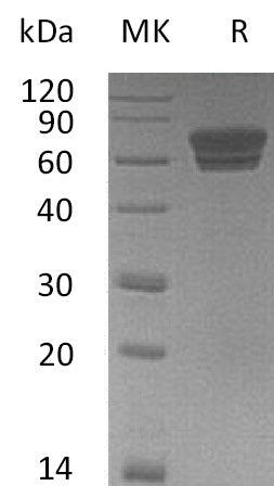 Recombinant Mouse EDAR (C-Fc)