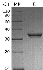 Recombinant Mouse EXTL2 (N-6His)