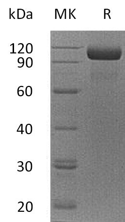 Recombinant Human EGFR vIII (C-Fc)