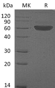 Recombinant Mouse FLT3LG (C-Fc)
