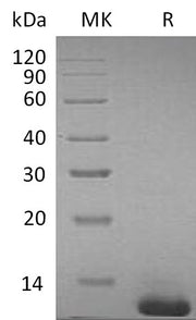 Recombinant Mouse S100B (C-6His)