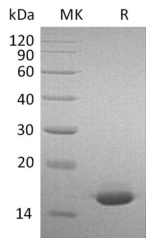 Recombinant Mouse IFN alpha2