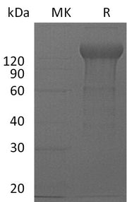 Recombinant Mouse IL-12RB2 (C-Fc)
