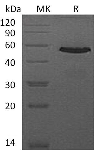 Recombinant Mouse CD40 (C-Fc)