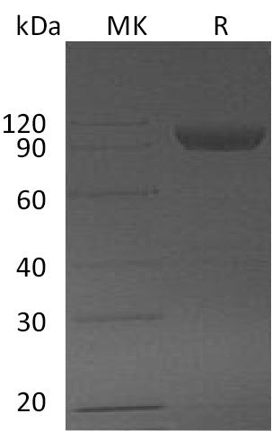 Recombinant Mouse Serpin F2 (C-Fc)