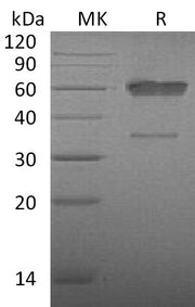 Recombinant Mouse CD83 (C-Fc)