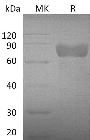 Recombinant Mouse GHR (C-Fc)