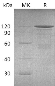 Recombinant Mouse CDH3 (C-Fc)