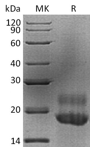 Recombinant Human CTGF