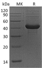 Recombinant Mouse ACVR1B (C-Fc)